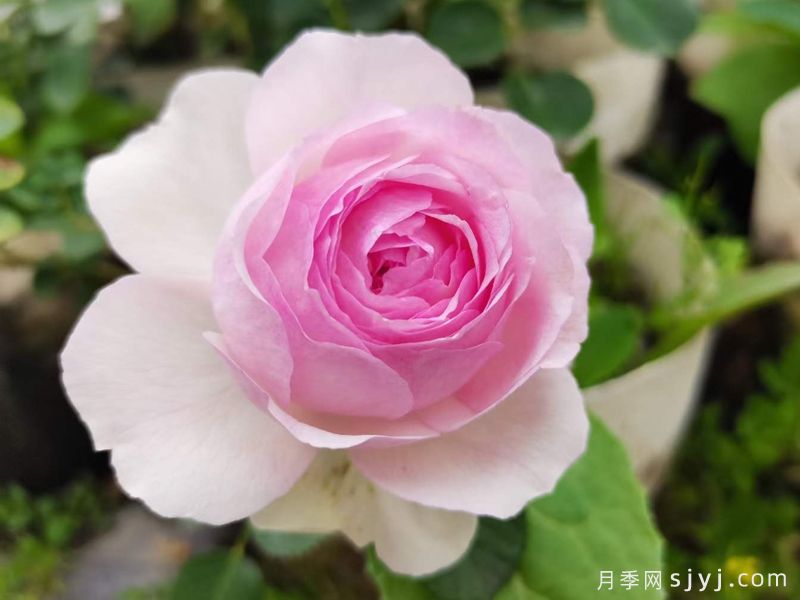 维萨里月季Vesalius(图1)