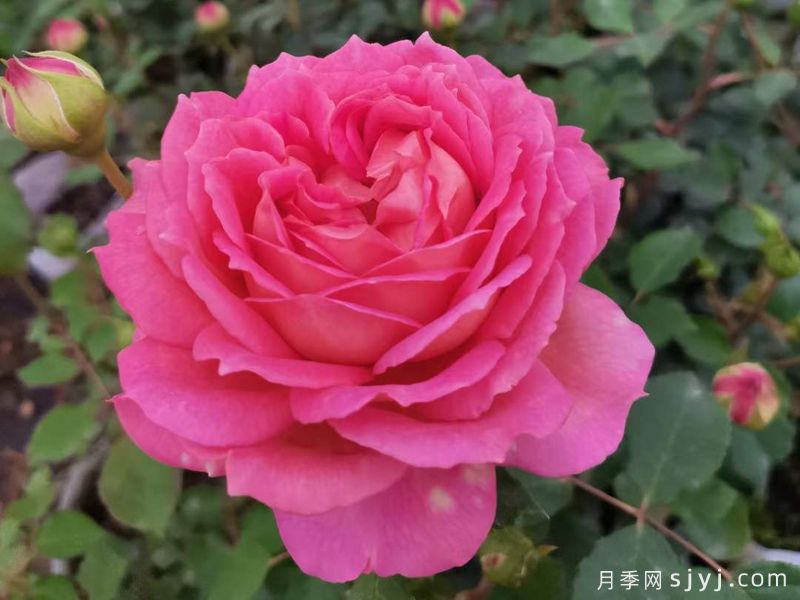 银禧庆典月季Jubilee Celebration(图4)