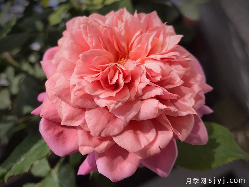 雅月季/雅致Miyabi(图3)