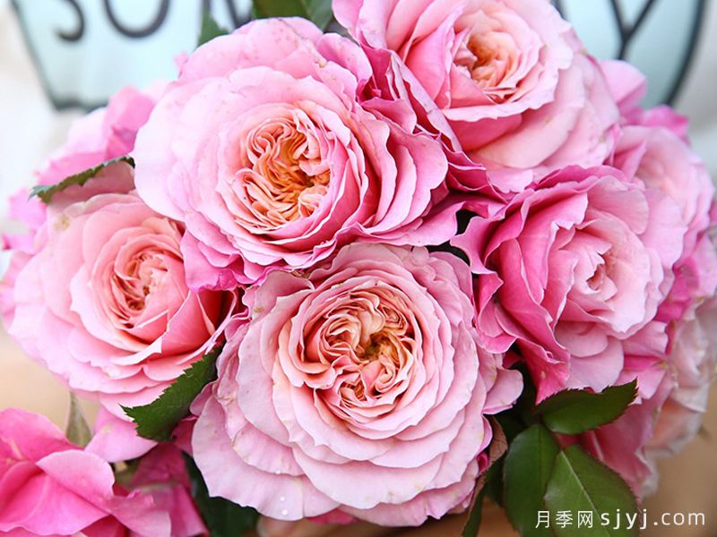 雅月季/雅致Miyabi(图2)