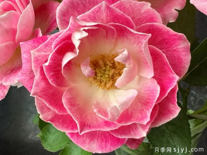 花梨月季Kalin(图2)