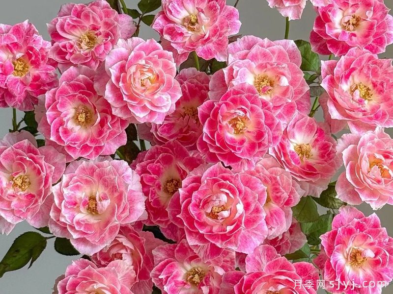 花梨月季Kalin(图1)