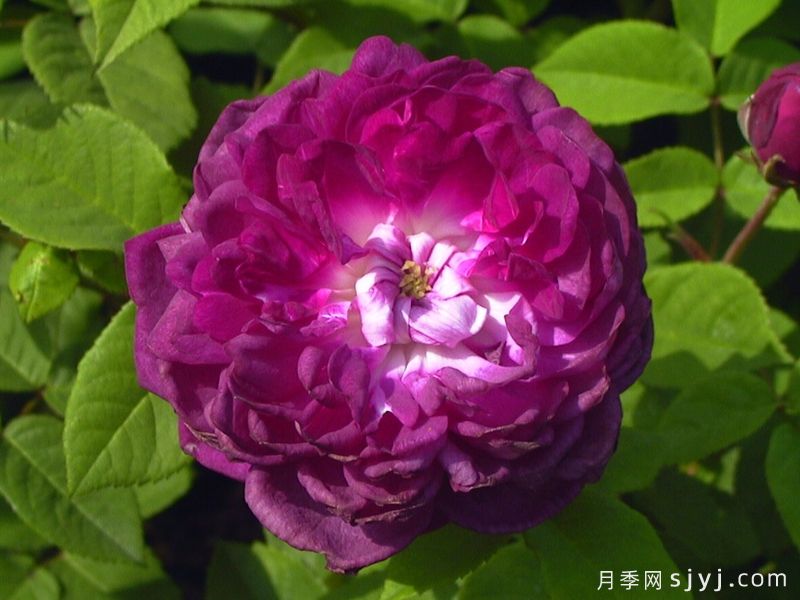 黎塞留主教月季/红衣主教黎塞留Cardinal de Richelieu(图2)