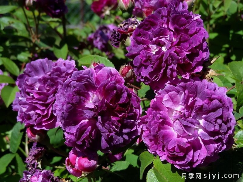 黎塞留主教月季/红衣主教黎塞留Cardinal de Richelieu(图3)
