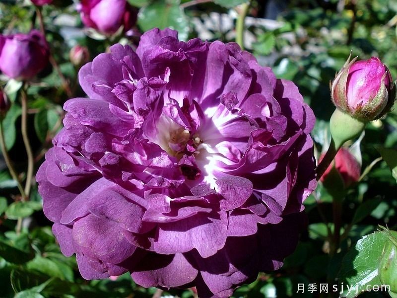 黎塞留主教月季/红衣主教黎塞留Cardinal de Richelieu(图5)