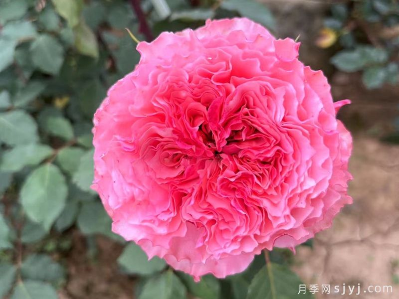 日冕月季/玫瑰珊瑚Rose Corona(图3)