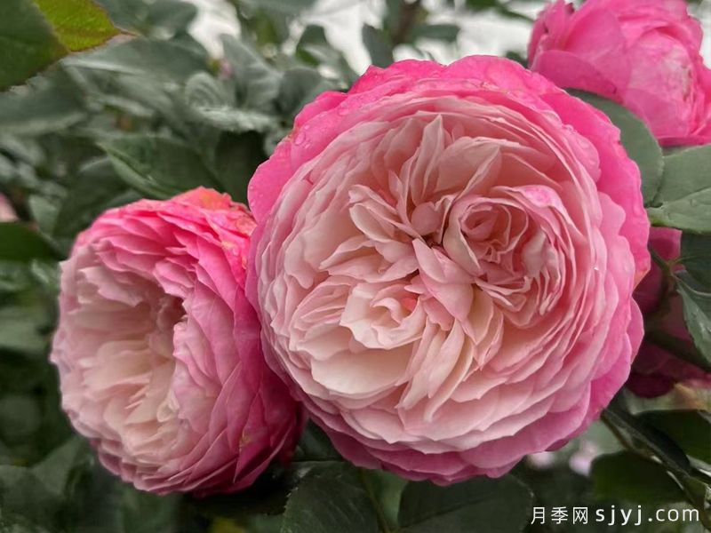 康斯坦茨月季Constance(图4)