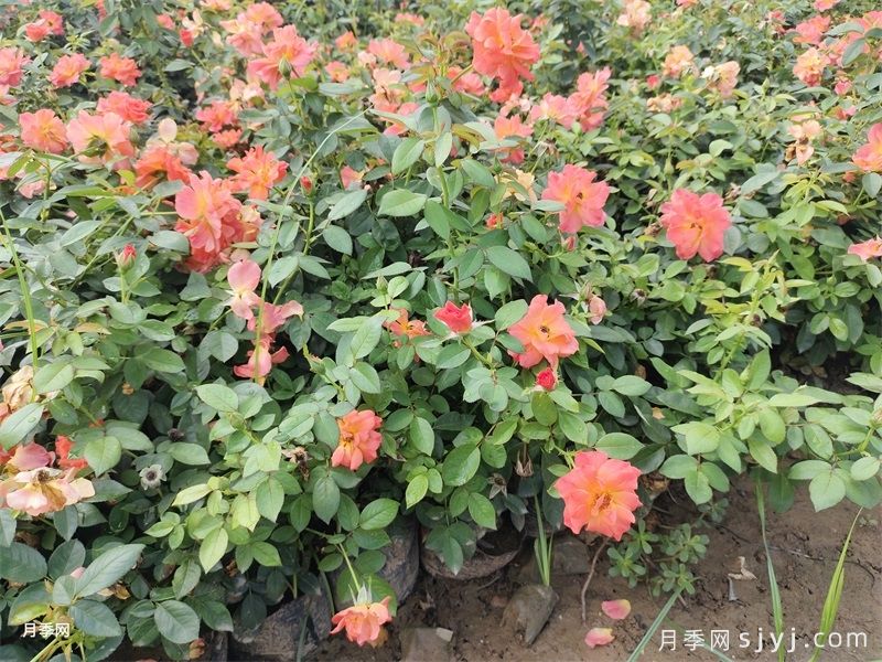 月季想要持续开花，遵循这5点办法(图2)