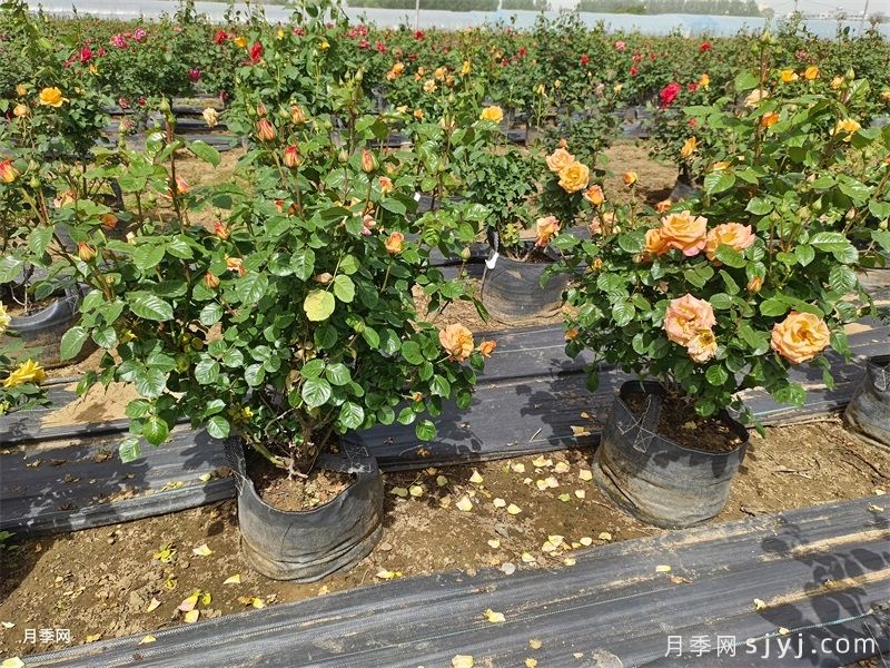 月季想要持续开花，遵循这5点办法(图3)