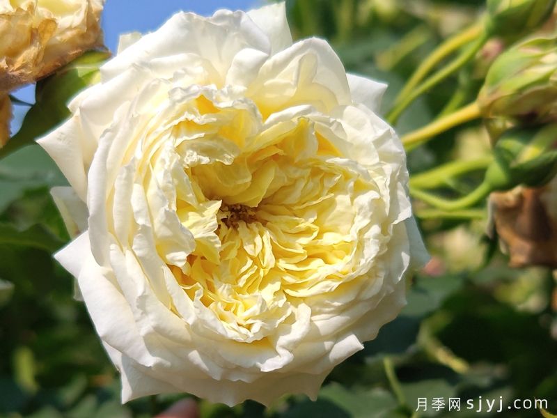 内尔森蒙福月季/尼尔森蒙福特Nelson Monfort(图2)