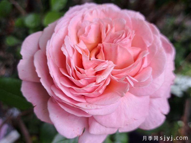 拉封丹月季/枫丹月季Jean De La Fontaine(图2)