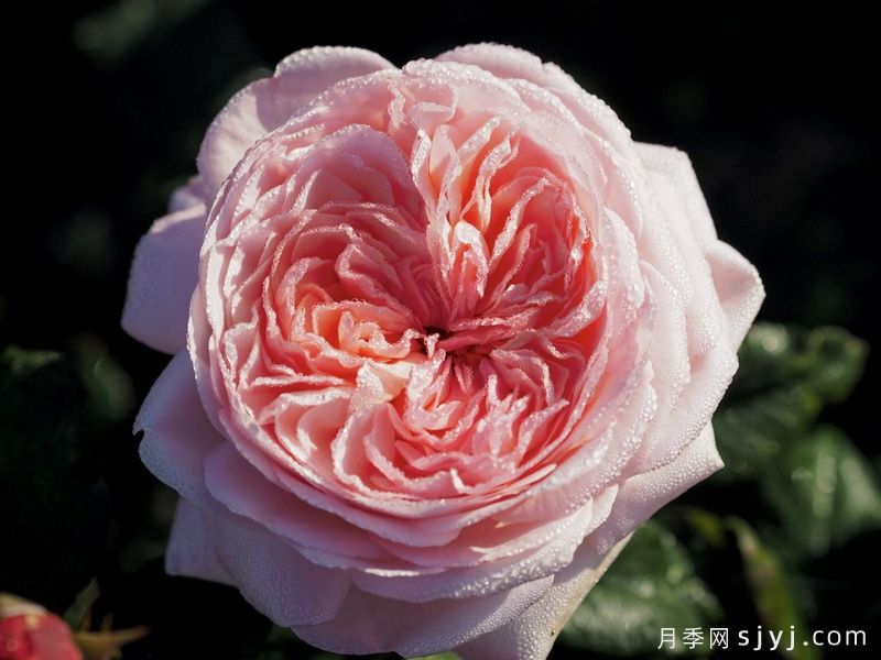 拉封丹月季/枫丹月季Jean De La Fontaine(图5)
