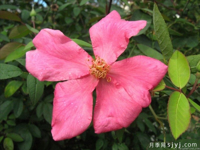 蝴蝶月季Mutabilis(图3) 蝴蝶月季Mutabilis(图3)