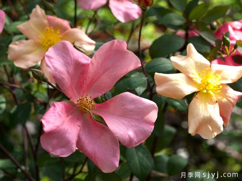 蝴蝶月季Mutabilis(图1) 蝴蝶月季Mutabilis(图1)