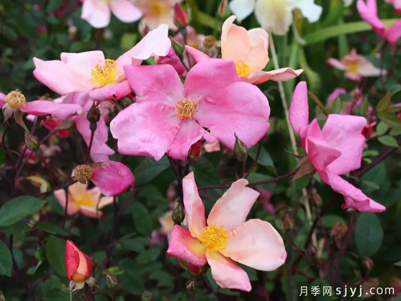 蝴蝶月季Mutabilis(图4) 蝴蝶月季Mutabilis(图4)
