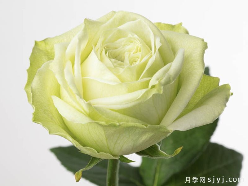 山羊绿色月季/八木绿色Goat Green(图1)