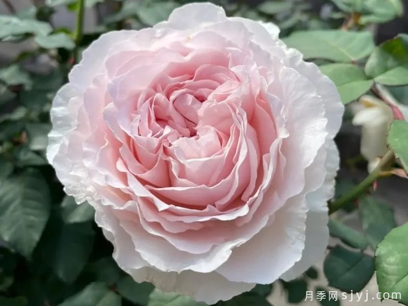 草莓奶昔月季Les fraises(图2) 草莓奶昔月季Les fraises(图2)