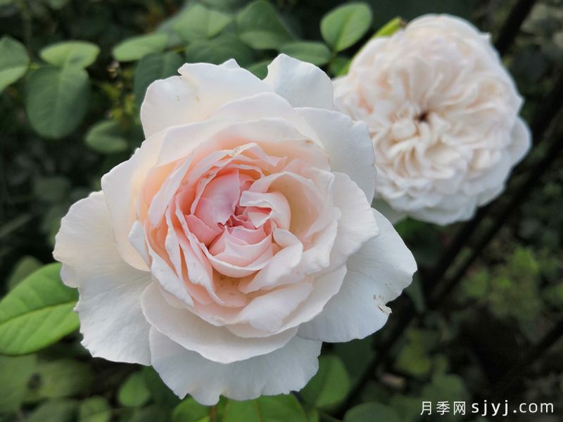 草莓奶昔月季Les fraises(图3) 草莓奶昔月季Les fraises(图3)