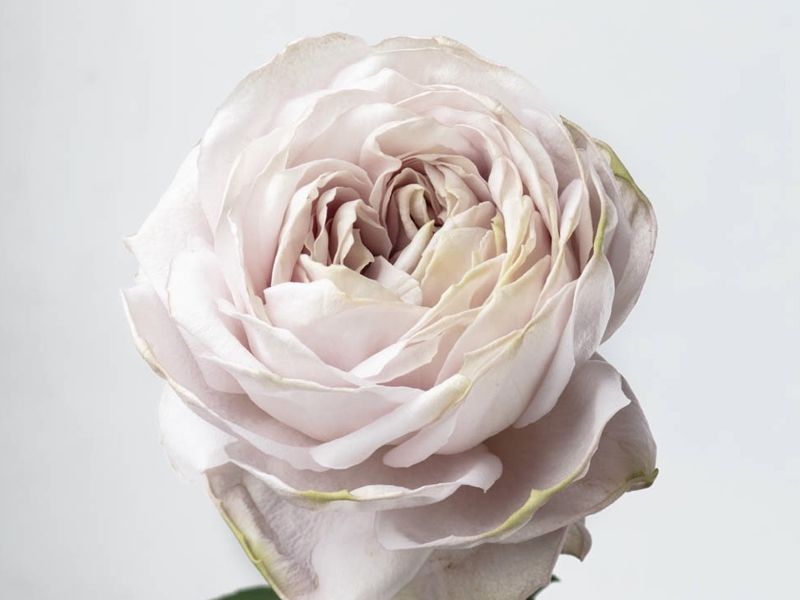 贝壳花瓶月季Shell Vase(图1)