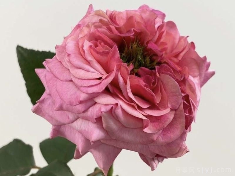 罗芙月季ローヴ(图1)