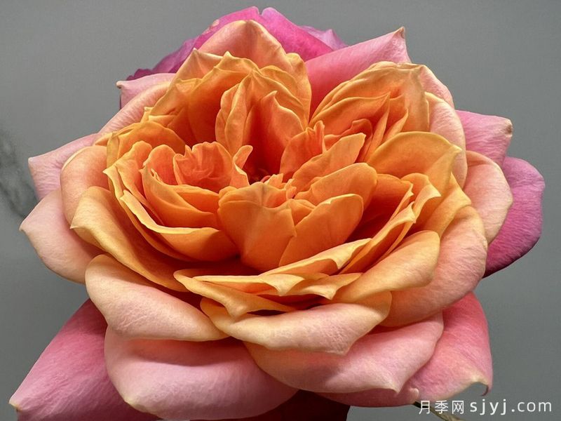 祝福你朱恩Bless You June(图3)