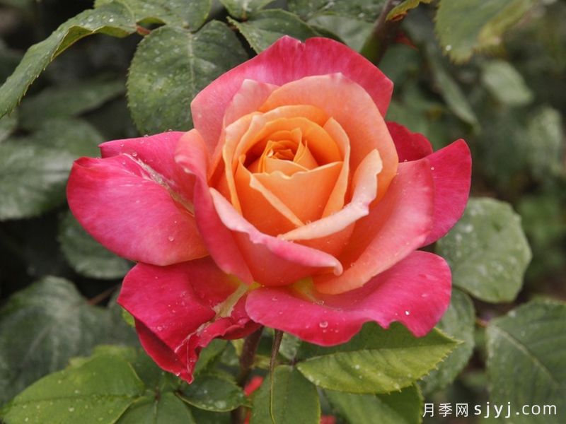 月季育种家：澳大利亚Richard Walsh(理查德沃尔什)月季(图1)