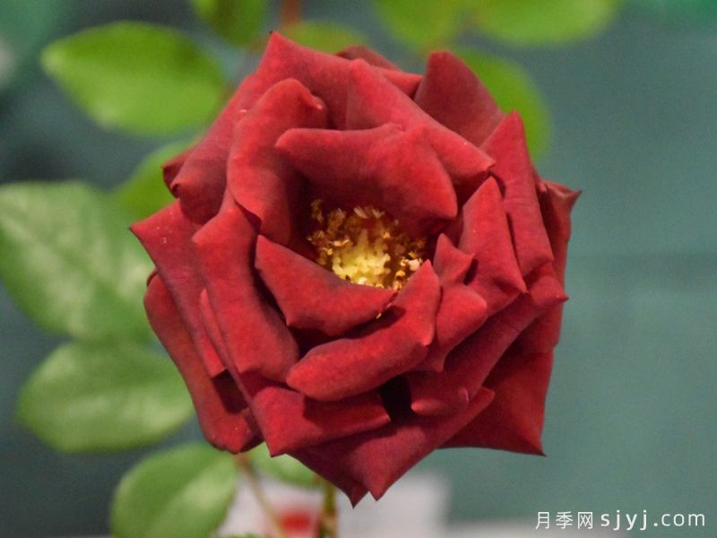黑领带月季/特伦特月季Black Tie(图2)