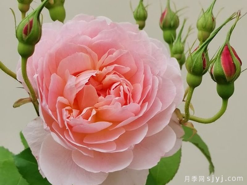 简小姐月季Miss Jane(图2)