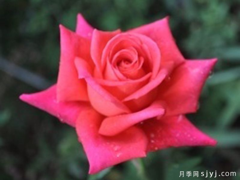 埃迪月季/萨曼莎杰恩Eddie(图1)