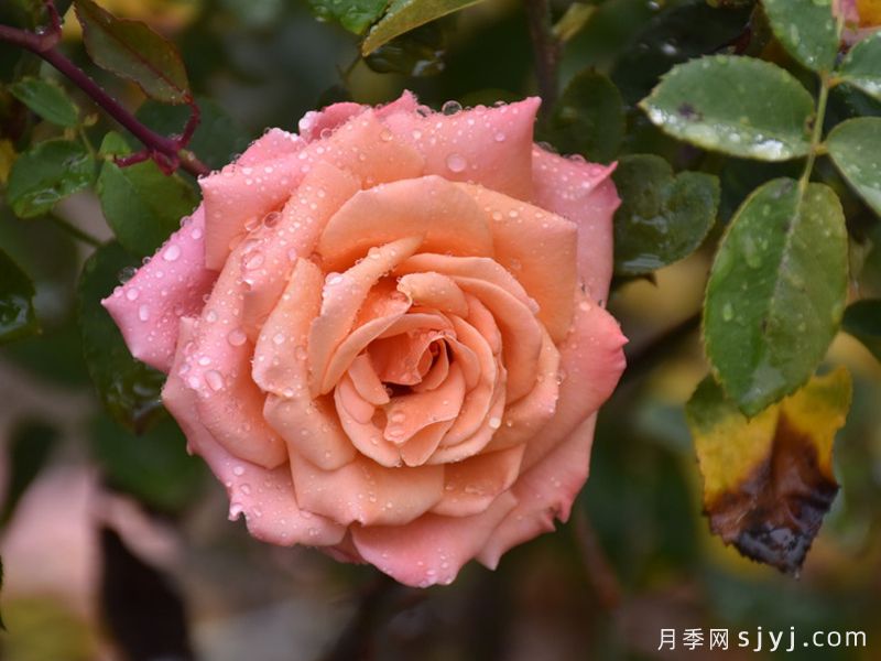 萨曼莎的梦想月季Samanthas Dream(图3)