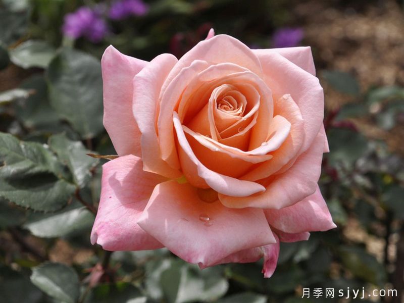 萨曼莎的梦想月季Samanthas Dream(图1)