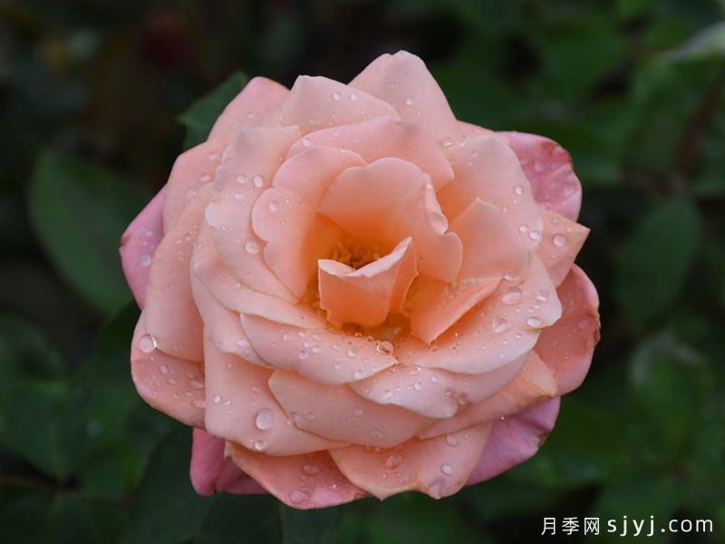 萨曼莎的梦想月季Samanthas Dream(图2)