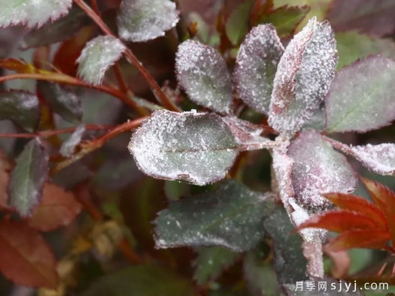 月季产生白粉病？给你支招解决(图1)