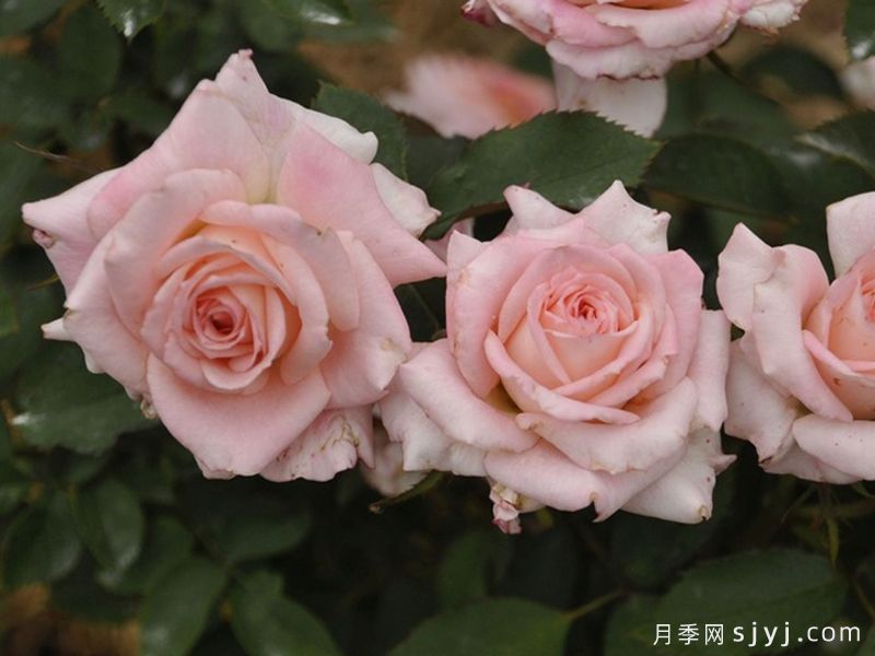 出色月季WALclass(图1)