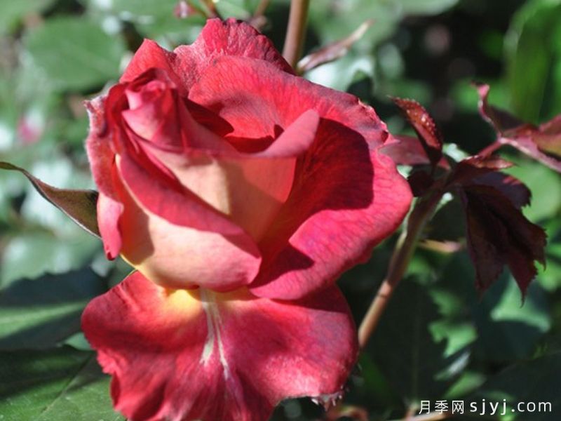软梅洛月季SoftMerlot(图1)