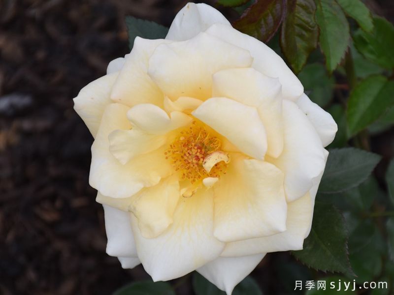 奶油冰淇淋月季Custard Cream(图2) 奶油冰淇淋月季Custard Cream(图2)