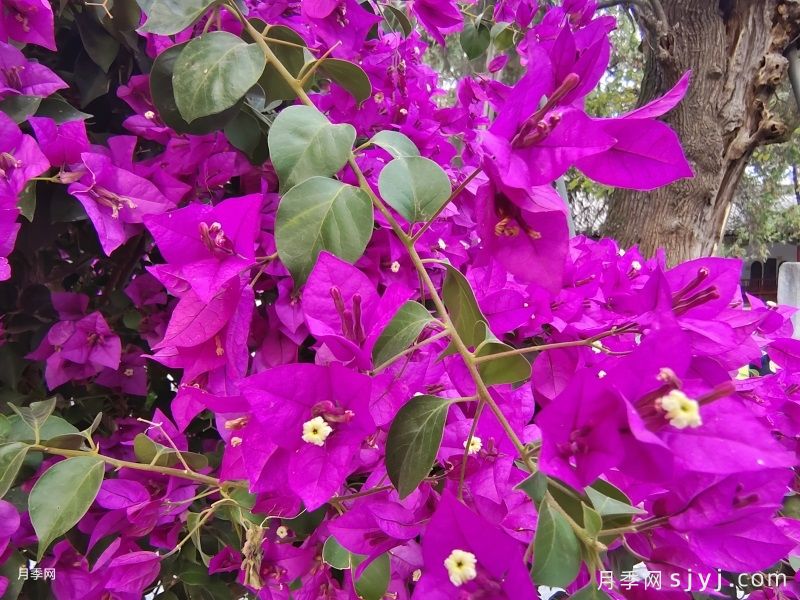 最勤花的5个三角梅品种，又美又勤劳(图1)