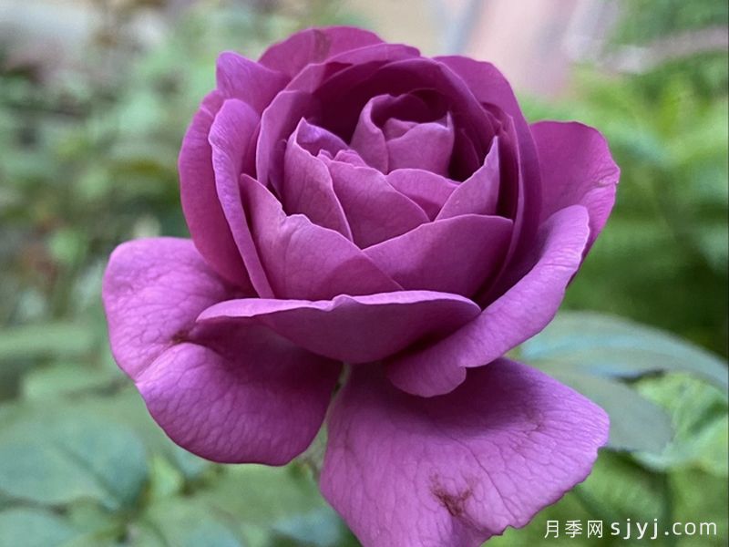 梅子色完美月季，恰到好处的薰衣草紫色(图1)