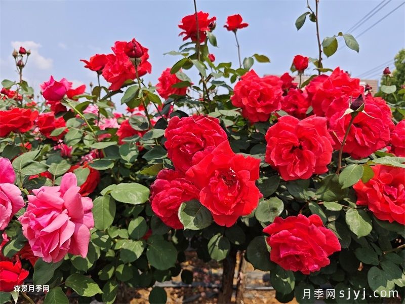 月季园：玛纳斯县西海公园生态月季园(图1)