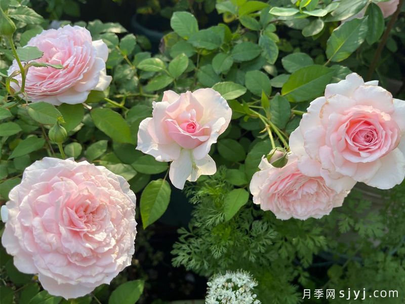 美咲月季Misaki(图4)