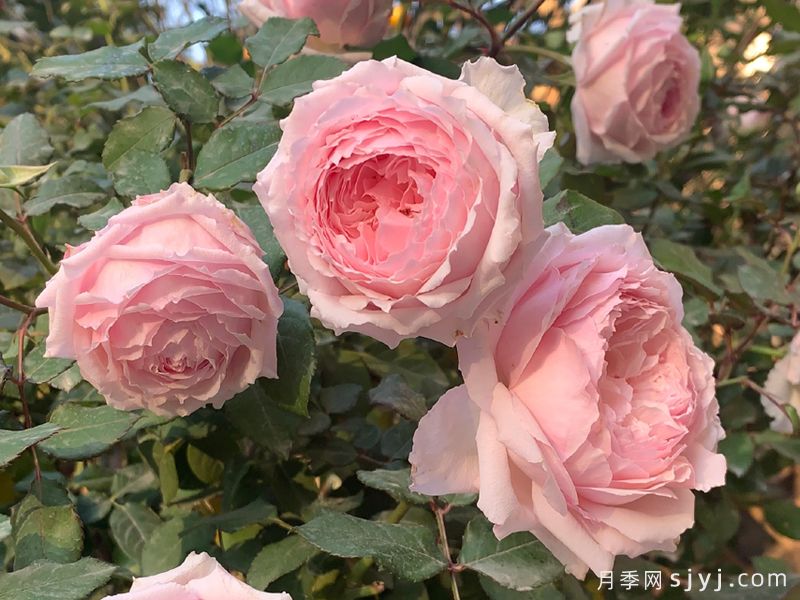 美咲月季Misaki(图3)