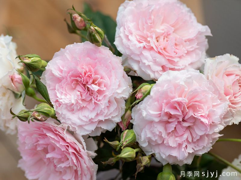 美咲抚子月季Misakinadeshiko(图2)