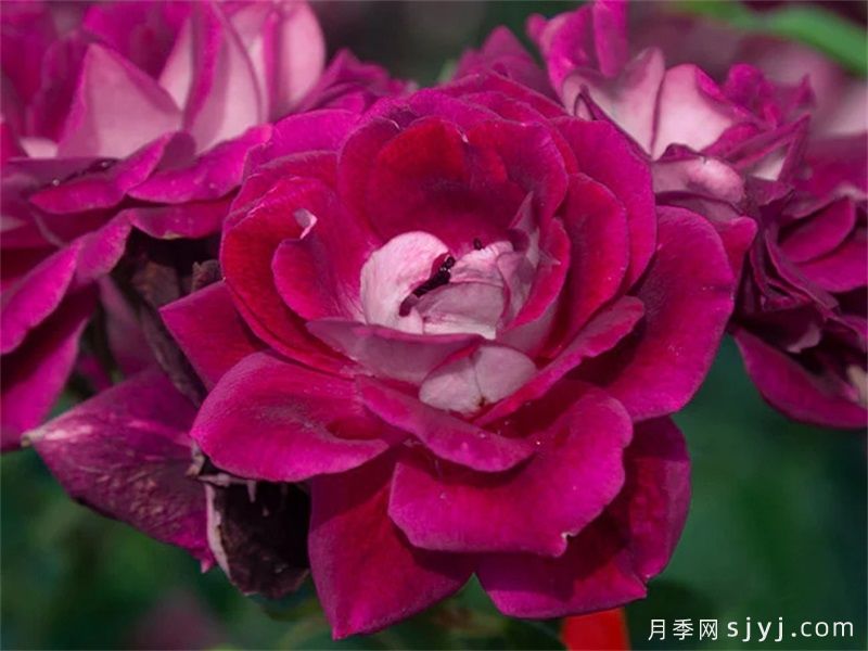 15种稀有月季品种，每个都惊艳(图5)