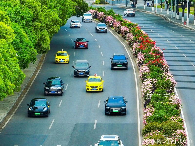 重庆两江新区竹林公园上万株月季花盛开(图3)