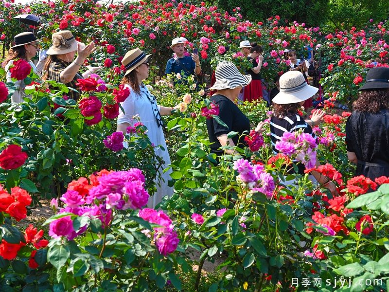 重庆两江新区竹林公园上万株月季花盛开(图2)