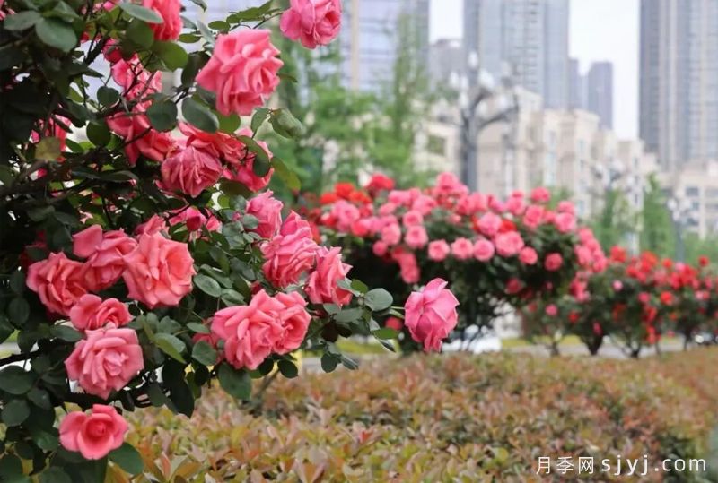 重庆两江新区树状月季刷新城市颜值,因地制宜科学养护(图1) 重庆两江新区树状月季刷新城市颜值,因地制宜科学养护(图1)