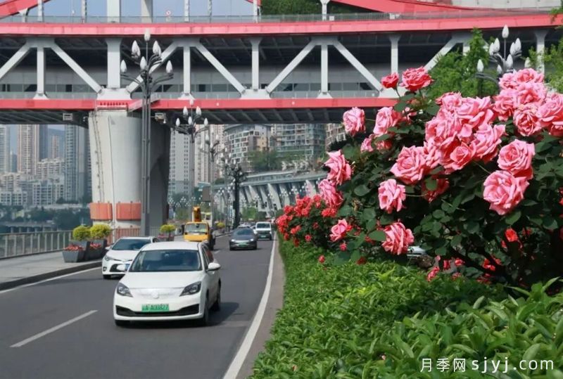 重庆两江新区树状月季刷新城市颜值,因地制宜科学养护(图3) 重庆两江新区树状月季刷新城市颜值,因地制宜科学养护(图3)