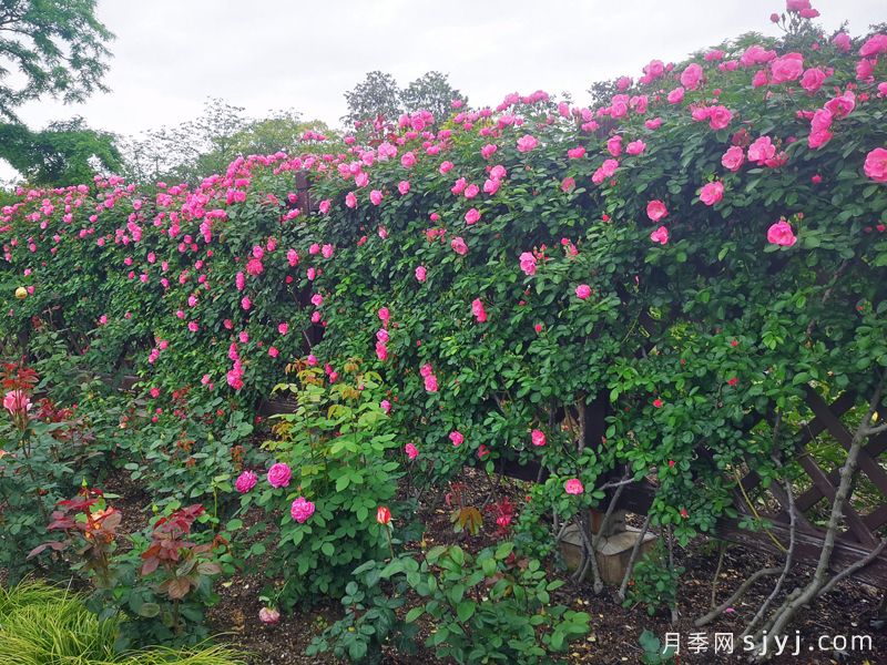 月季园：上海植物园月季园(图3)