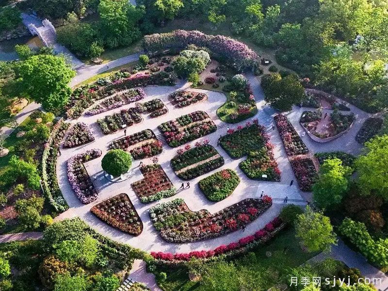 月季园：上海植物园月季园(图1)