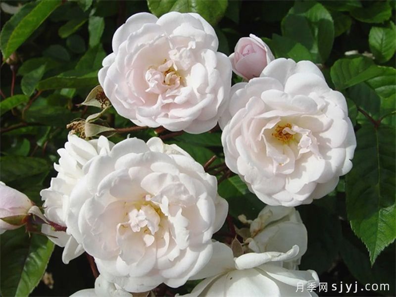 10款国内受欢迎的少刺或无刺月季(图3)
